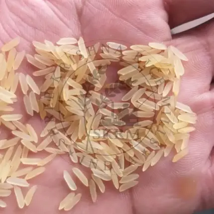 Parmal-Golden-Sella-Rice