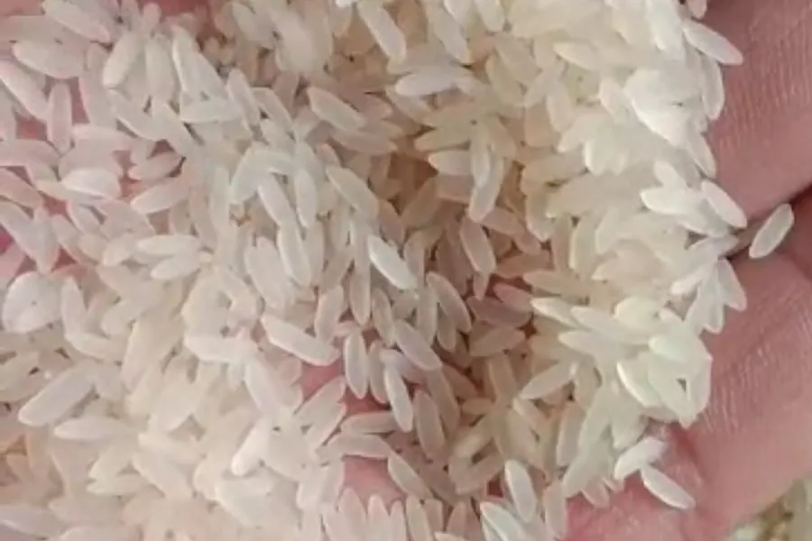 SONA MASOORI RAW RICE SONA MASOORI RAW RICE